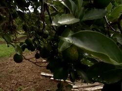 Wide angle shot of avocado trees. Stock Footage