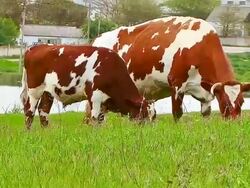 Grazing bull and cow. Stock Footage