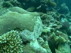 Coral reef, Fiji, South Pacific  Stock Footage