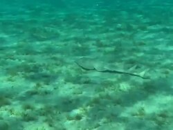 Skate, along sea bed, Abu Dhabi, United Arab Emirates  Stock Footage