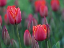 Tulips in the wind Stock Footage