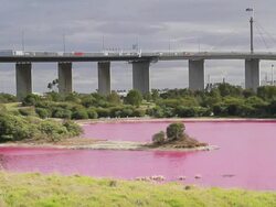 MS Shot of bright red algal bloom near Westgate Bridge, Yarra River / Melbourne, Victoria, Australia Stock Footage