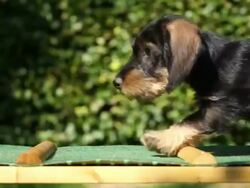 Dachshund puppies playing in garden Stock Footage