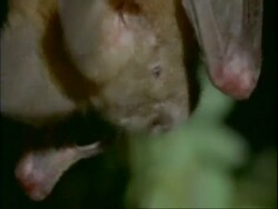 BCU Bats head, hanging upside-down, as it eats a frog, rest of prey drops to floor, black background, Mana Pools, Zimbabwe Stock Footage