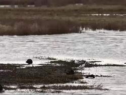 Bird Life At Elmley Marshes Stock Footage