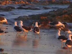 Seagulls _ Moewen_Strand2 Stock Footage