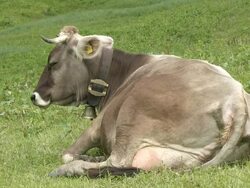 MS Cow sitting on grass  at schlappold alm / Oberstdorf, Bavaria, Germany  Stock Footage