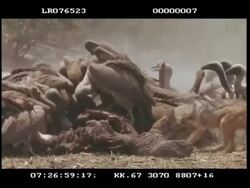 MCU Jackal & vultures in feeding frenzy on carcass Stock Footage