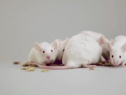 Albino mouse eating and playing Stock Footage