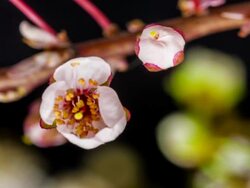 Wild plum flower blooming Stock Footage