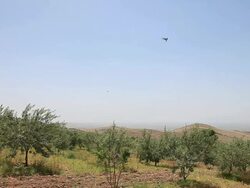 HD: Olive Trees; Mardin, Turkey Stock Footage