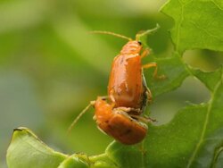 love making beetle couple Stock Footage