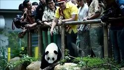 CLEAN : Giant panda and her cub celebrate joint birthday in Kuala Lumpur News Clip
