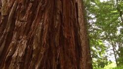 Iconic American trees find home in Welsh countryside News Clip