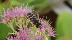 Bee swarm pollen of flower Stock Footage