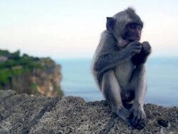 Baby monkey gets playful Stock Footage