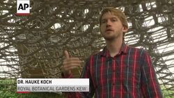 Electric Hive Reveals Secret Lives of Bees News Clip