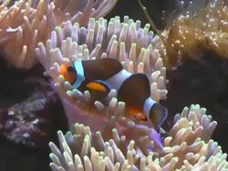 clown fish Stock Footage
