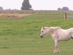 White horse standing on grasslands Stock Footage