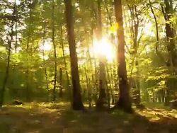 HD: Forest With Direct Sunlight Behind Trees Stock Footage