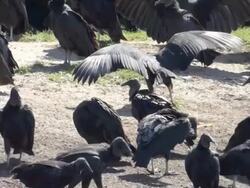 Vultures Stock Footage