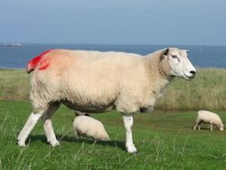 Sheep with red marking Stock Footage