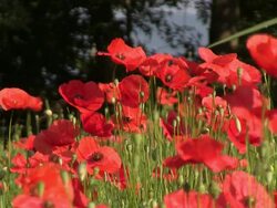 Cultivation of medicinal plants. Stock Footage
