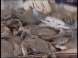Selling Shellfish At A Market Stock Footage