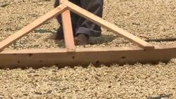 Coffee beans drying in the sun; man manually sorting coffeebeans Stock Footage