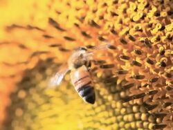Bee Slow Motion Stock Footage