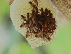 bees and hives Stock Footage