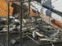 Fish in creel Stock Footage