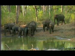 Elephants (Elephas maximus) entering water hole, Nagarahole, Southern India Stock Footage