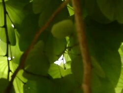 crane shot of tree.Full HD video Stock Footage
