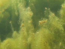 Lake underwater view. HD Stock Footage