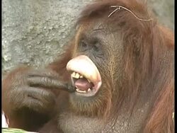 MCU large orangutan pulls silly face and sticks tongue out Stock Footage