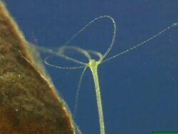 Hydra viridis underwater. Stock Footage