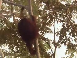 Orangutan slowly climbs a tree and looks around Stock Footage