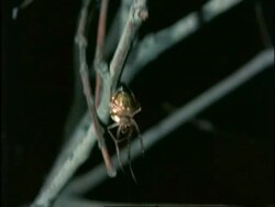 Leaf Curling Spider, nest building at night, Australia Stock Footage
