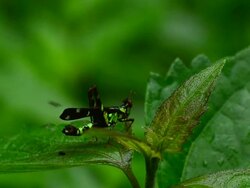Grasshopper Stock Footage