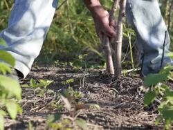 Man picking manioc  - subsistence agriculture (two clips edited) - CLOSE UP Stock Footage