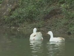 Moving Shot Ducks Wayanad Kerala India Stock Footage