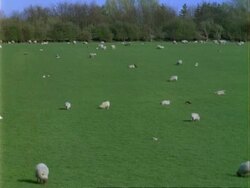 Agriculture/Farming - MS Time lapse sheep in field, spring Stock Footage