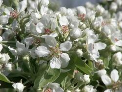 CU Blooming sour cherry / Kastel-Staadt, Rhineland-Palatinate, Germany Stock Footage