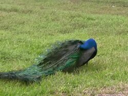 Peacock Preening, Another Calling Stock Footage