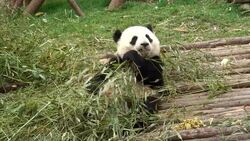 A giant panda munches bamboo stalks. Stock Footage