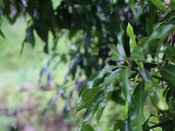 Mango Tree Stock Footage