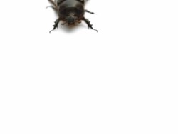 May bug walking on white from up to left side Stock Footage