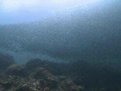 Huge shoal of fish, Southern Visayas, Philippines Stock Footage