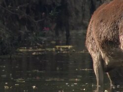 Red Deer (Cervus elaphus) eating algae in the River Jandular, Sierra de Andujar, Andalucia, Spain. Filmed during very dry year when all grass had completely dried up, leaving the algae as one of the few food sources Stock Footage